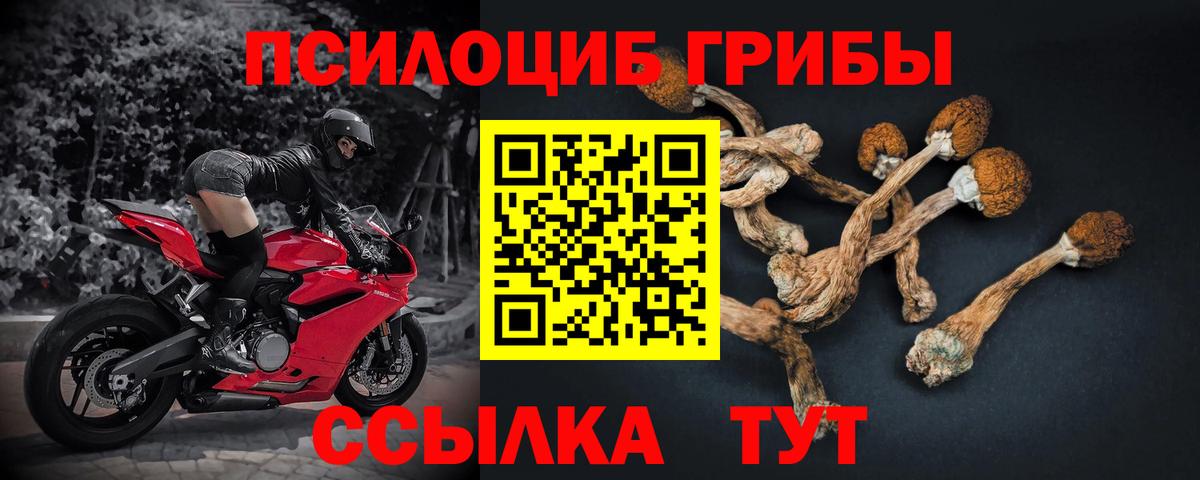 Канаш  Псилоцибиновые грибы Psilocybe  Вход с VPN 