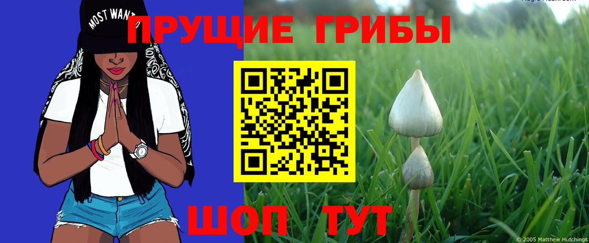 Псилоцибиновые грибы Psilocybe Канаш